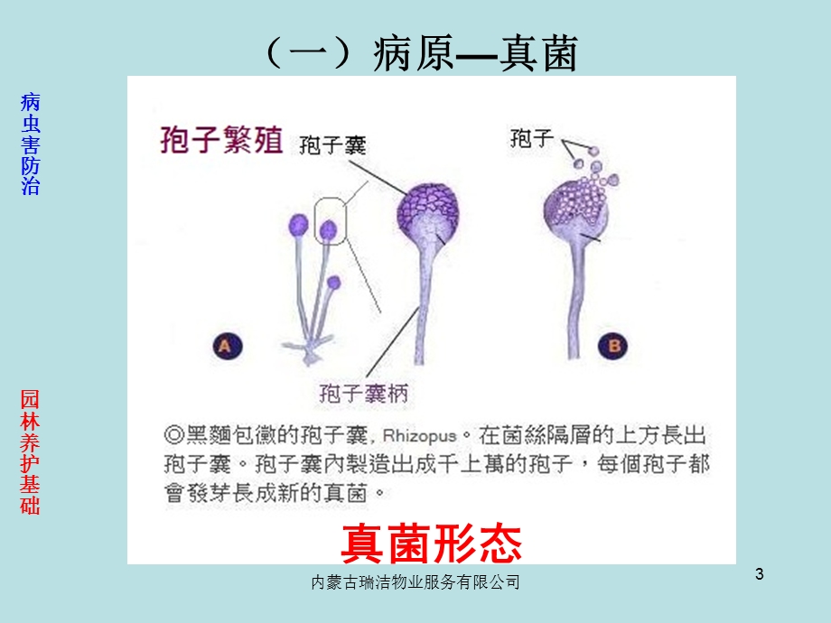 园林养护基础病虫害课件.pptx_第3页