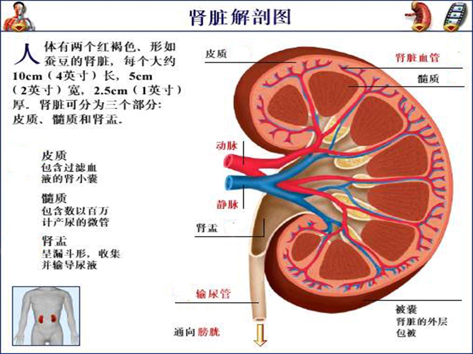 肾穿刺的术前准备课件.ppt_第2页