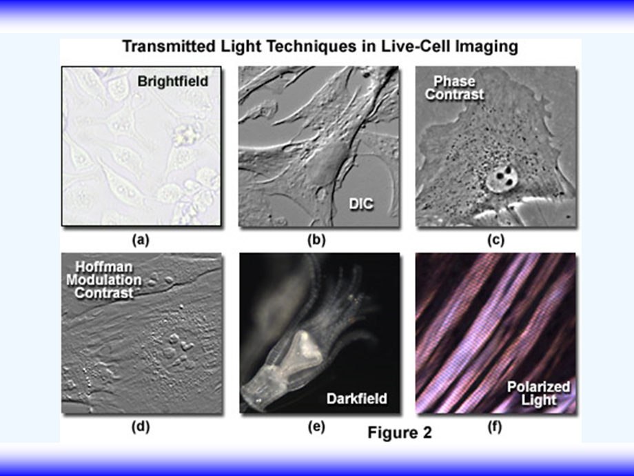 激光扫描共聚焦显微镜技术课件.ppt_第2页