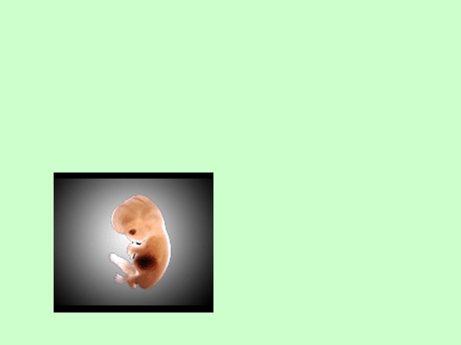 胚胎发育过程课件.ppt_第1页