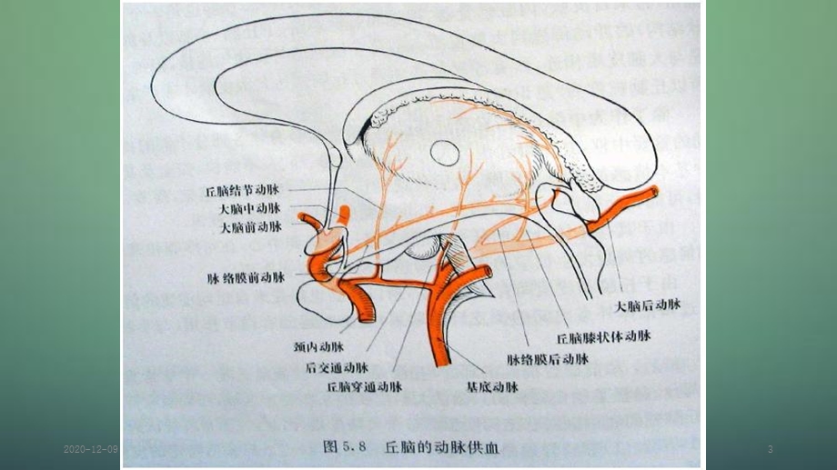 丘脑供血动脉及丘脑梗死(新ppt课件).ppt_第3页