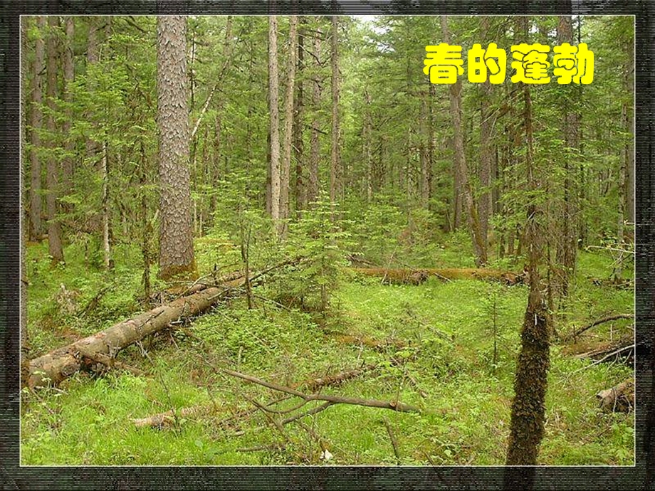 《地下森林断想》ppt课件.ppt_第1页