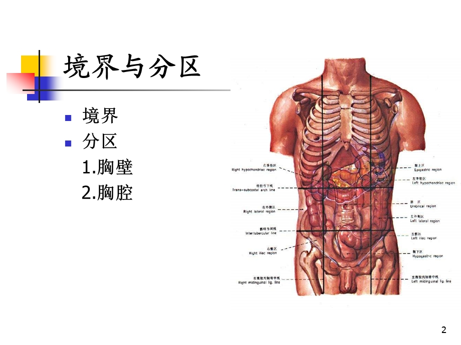 麻醉解剖学胸部课件.ppt_第2页
