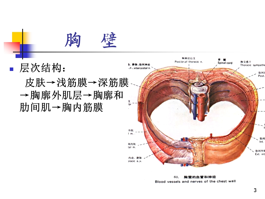 麻醉解剖学胸部课件.ppt_第3页