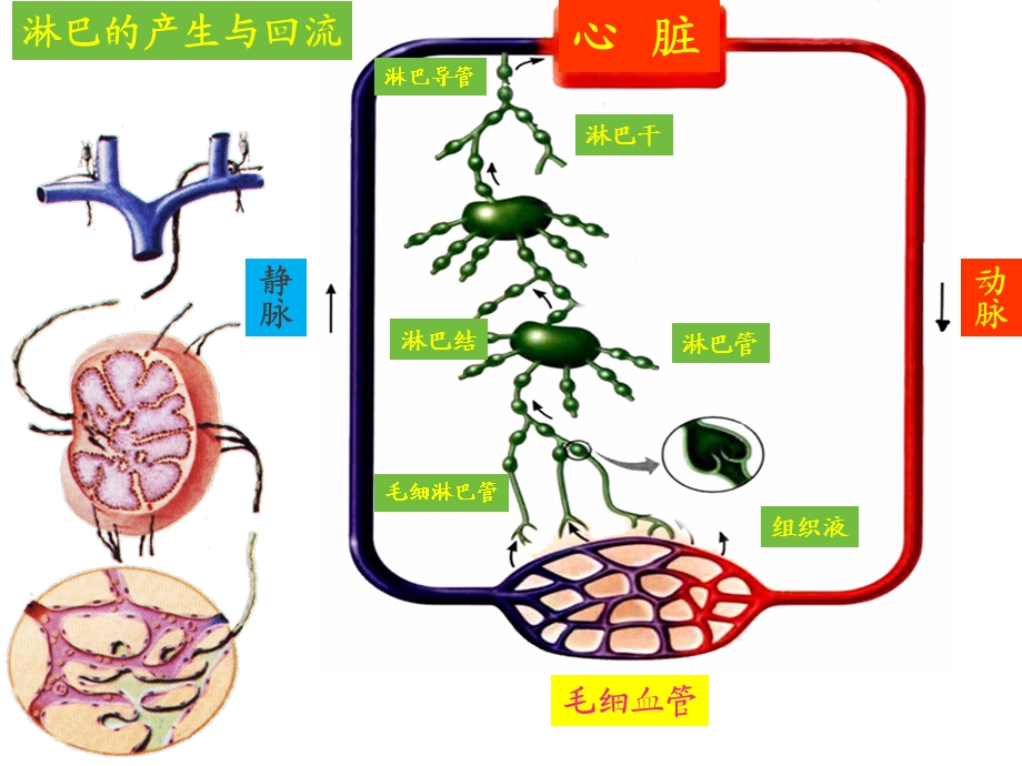 淋巴系统课件.ppt_第2页