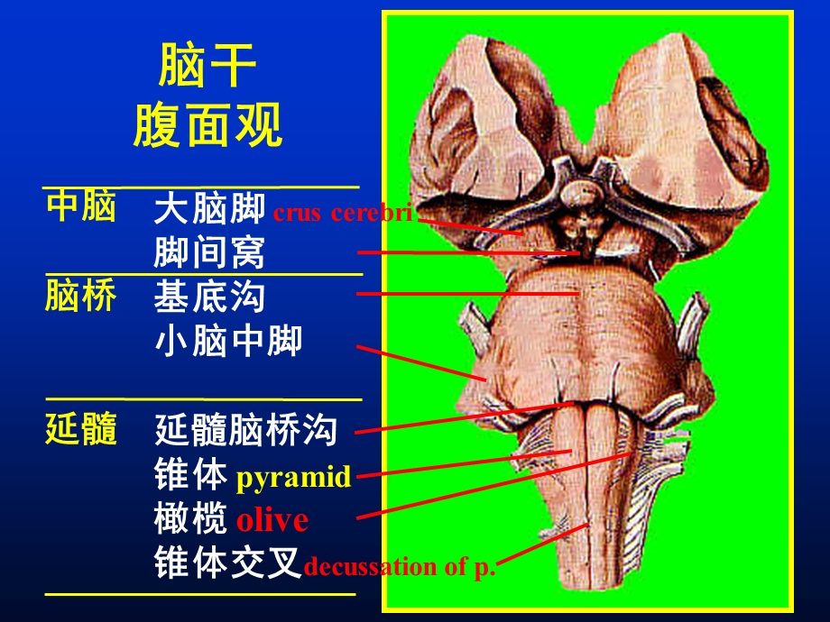 脑干解剖(NICU学习)课件.ppt_第1页