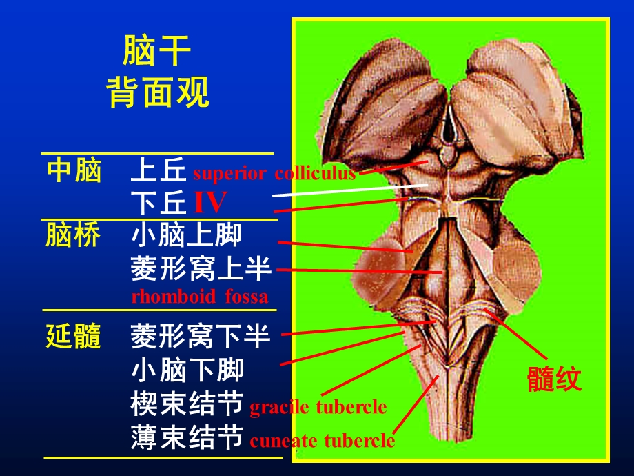 脑干解剖(NICU学习)课件.ppt_第3页