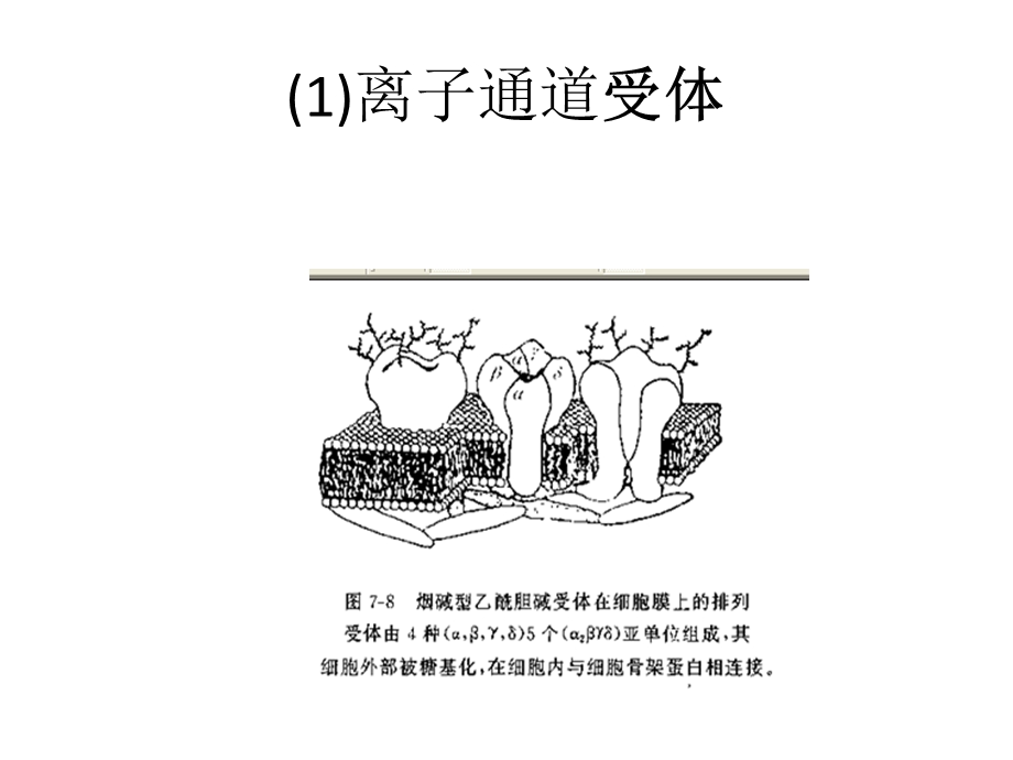 生物物理学：6.2第六章：感官和神经生物物理学课件.pptx_第3页