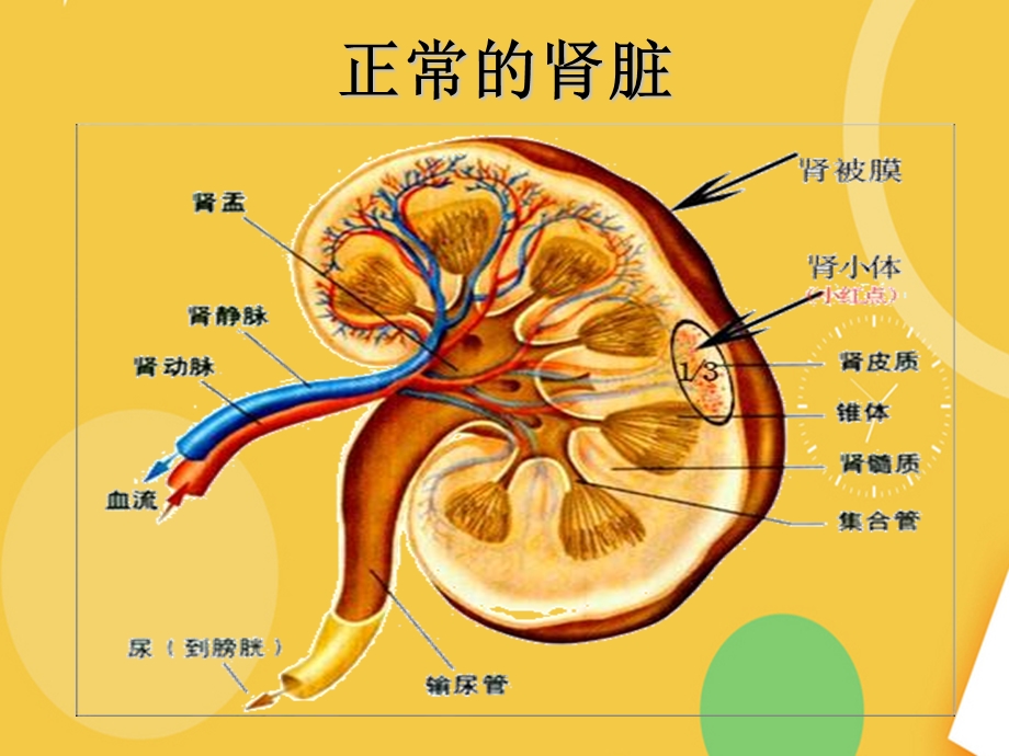 肾囊肿幻灯片优品资料课件.ppt_第2页