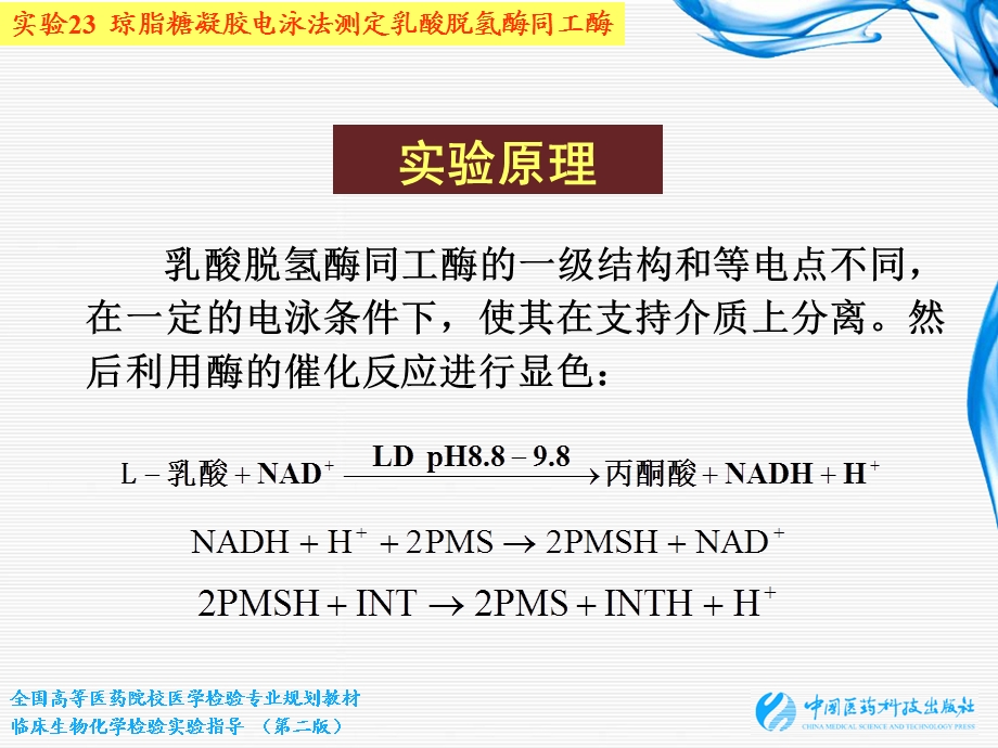 实验23 琼脂糖凝胶电泳法测定乳酸脱氢酶同工酶.ppt_第3页