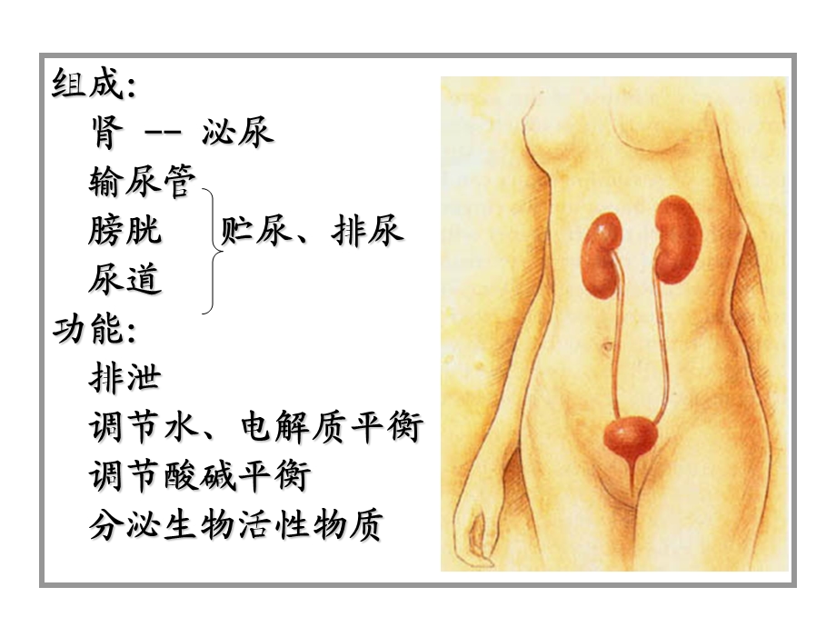泌尿系统.ppt_第2页