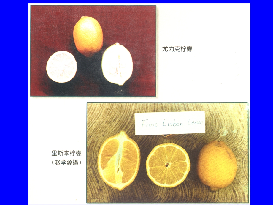 柠檬高接换种.ppt_第3页