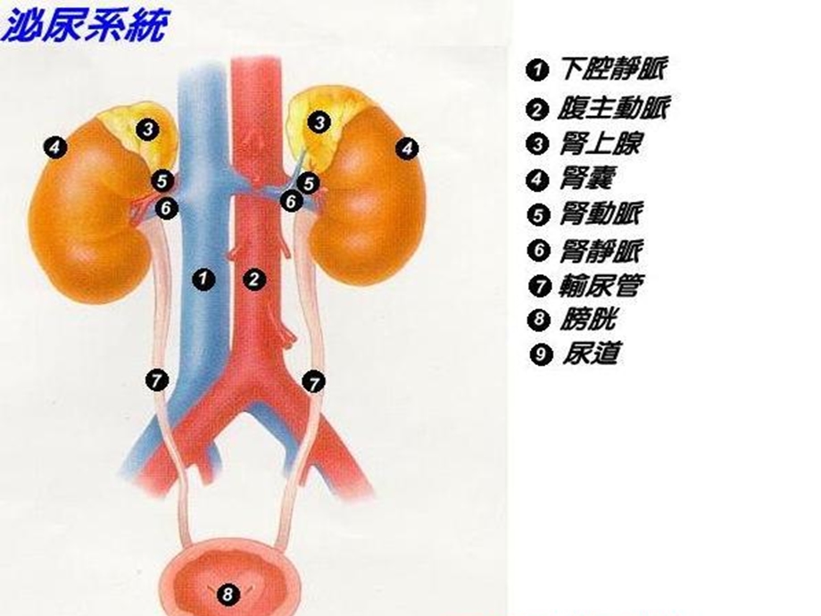 高血压与肾脏.ppt_第3页