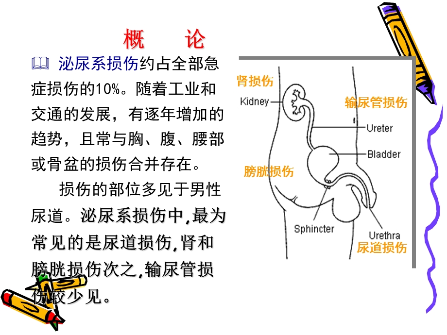 泌尿系损伤.ppt_第3页