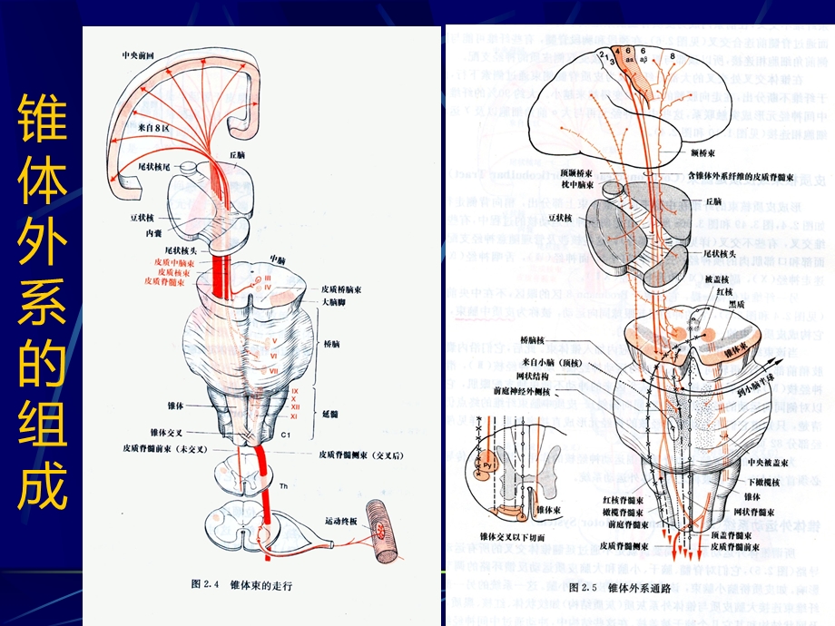 锥体外系解剖和临床.ppt_第3页