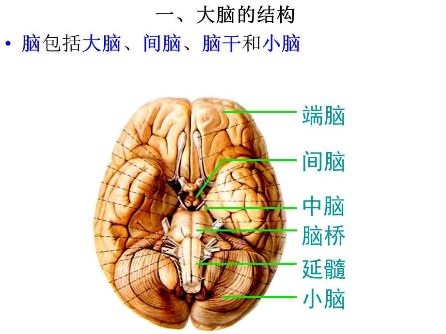 头颅影像解剖.ppt_第2页