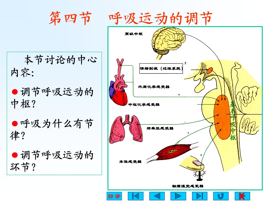 第四节 呼吸运动的调节【精选PPT】 .ppt_第1页