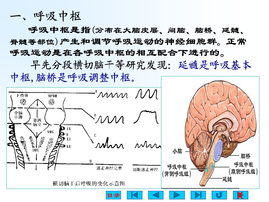 第四节 呼吸运动的调节【精选PPT】 .ppt_第2页