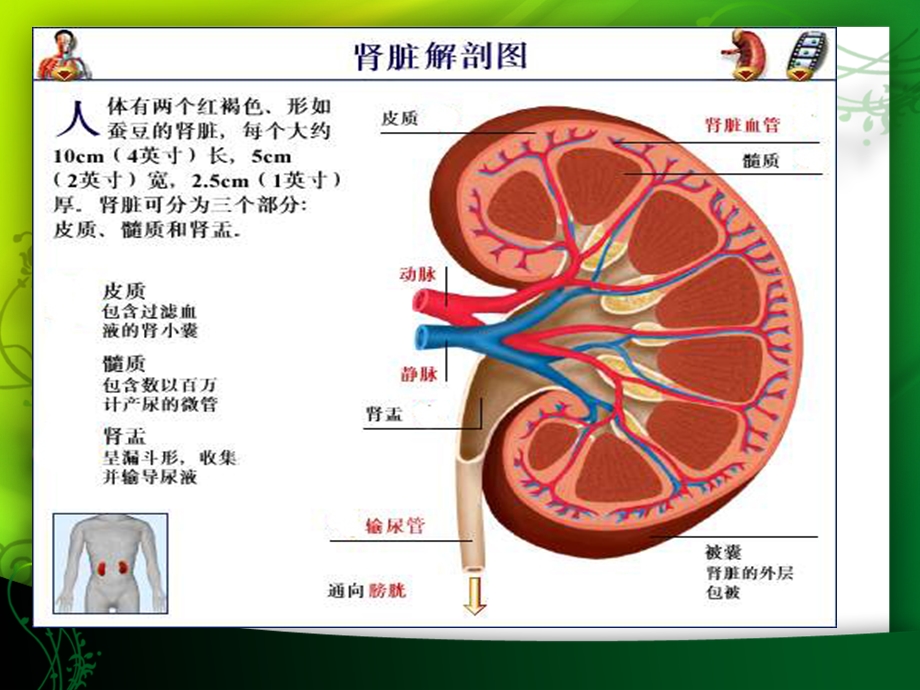 慢性肾功能衰竭的护理.ppt.ppt_第3页