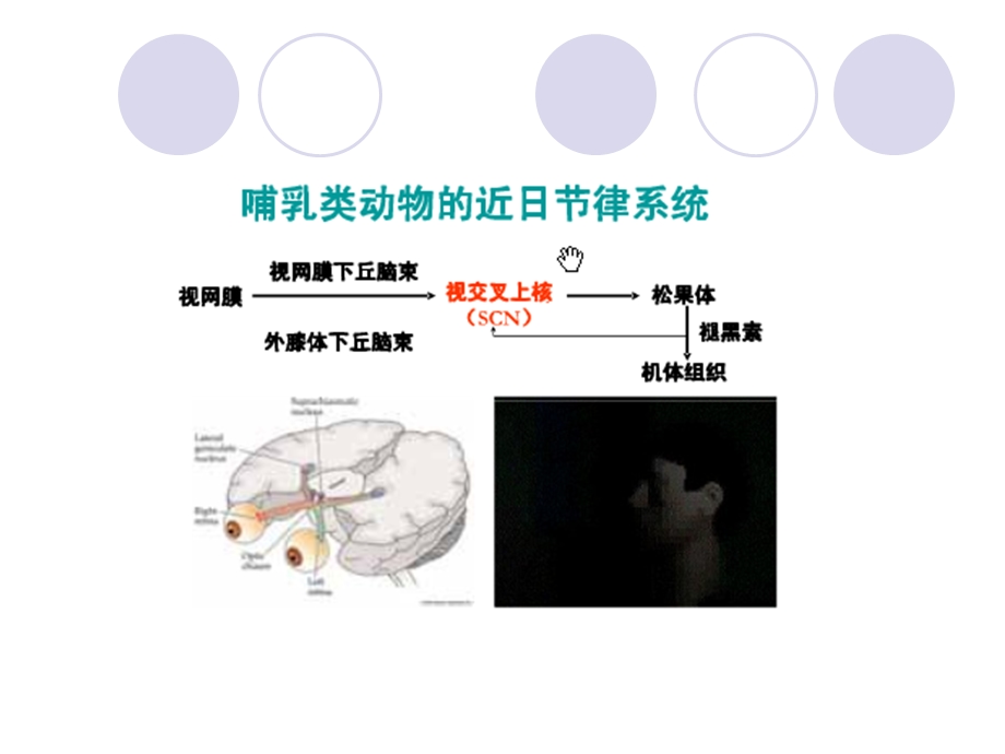 生理心理学 睡眠和觉醒.ppt_第3页