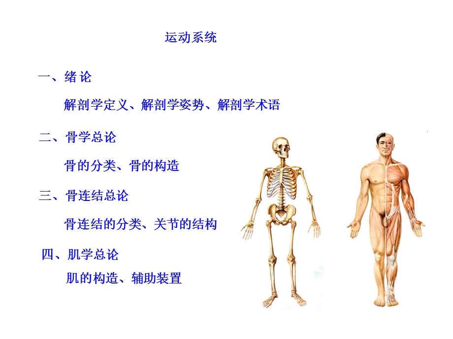 躯干骨及连结.ppt_第2页