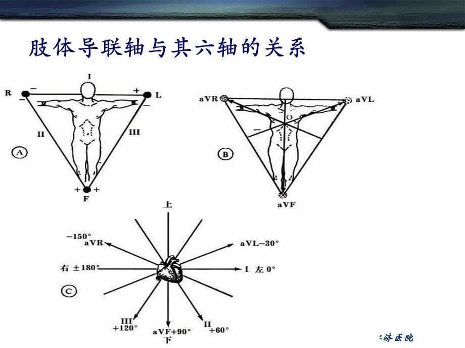 心电图的基本知识.ppt_第3页