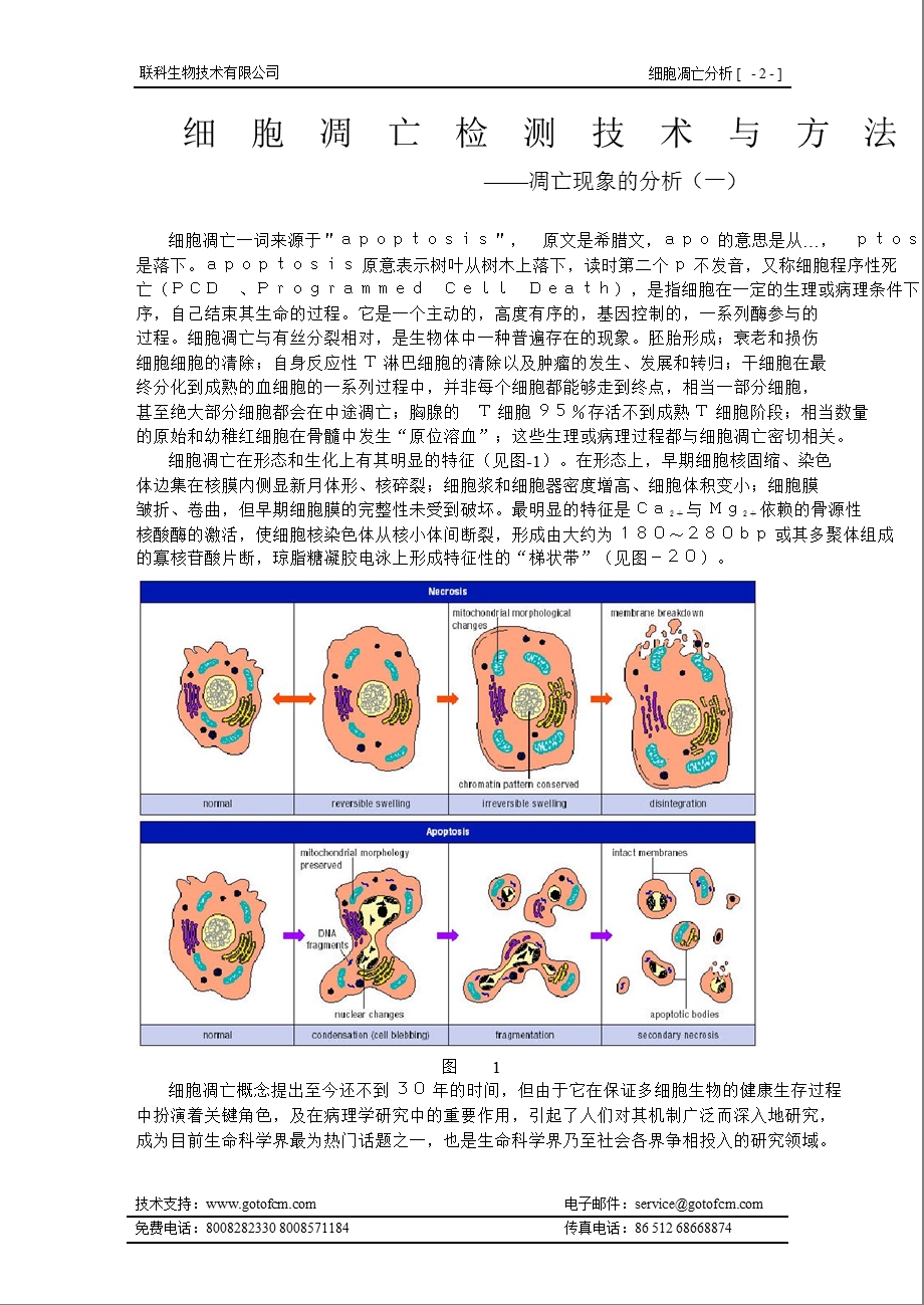 细胞凋亡手册.ppt_第2页