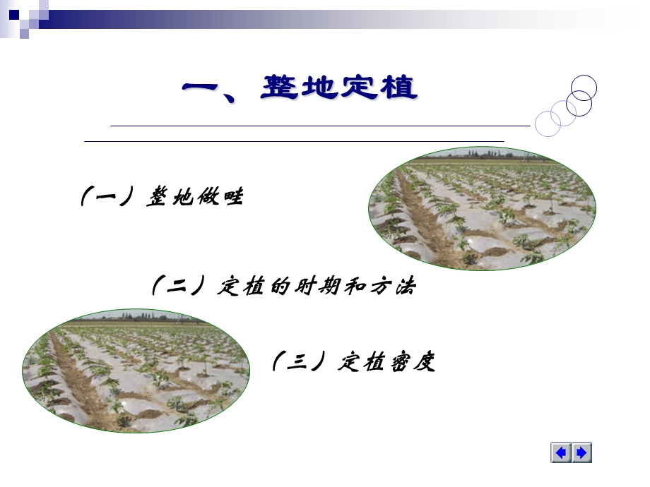 蔬菜田间管理技术2014.ppt_第3页