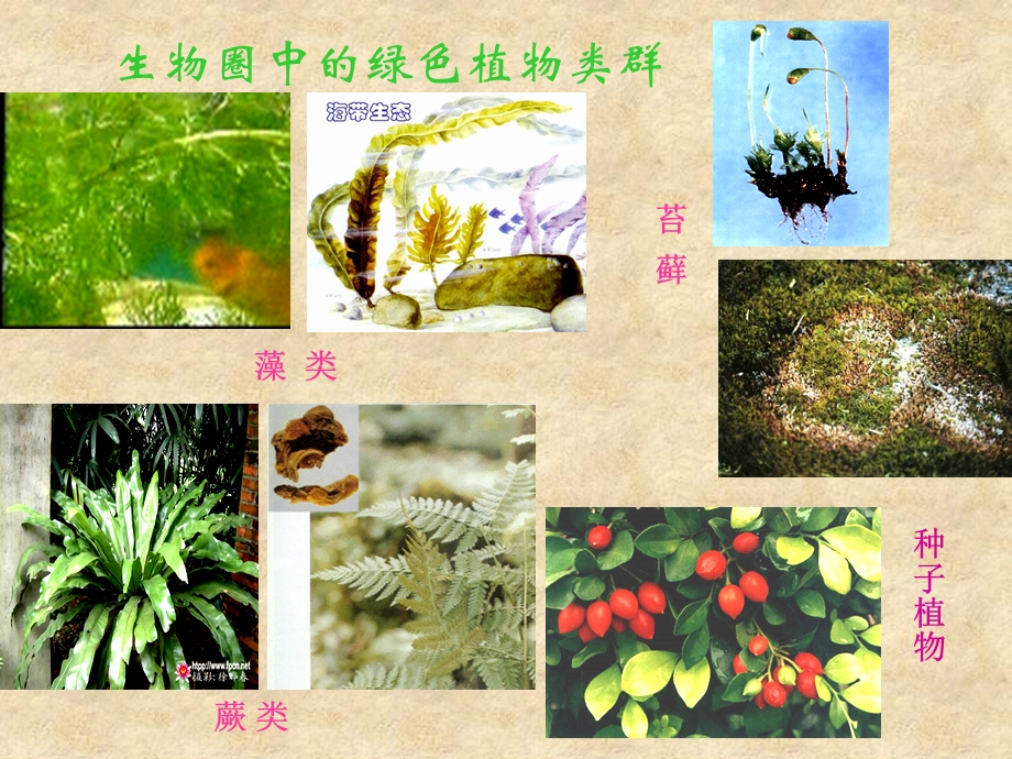 第一节藻类苔藓和蕨类植物课件.ppt_第2页