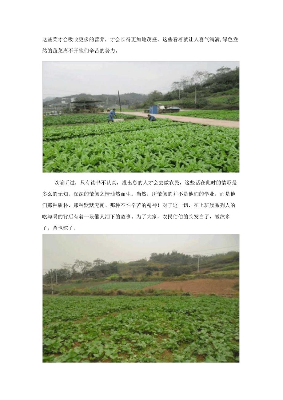 (XX公司企业)农业基地冬季工作简报.docx_第2页