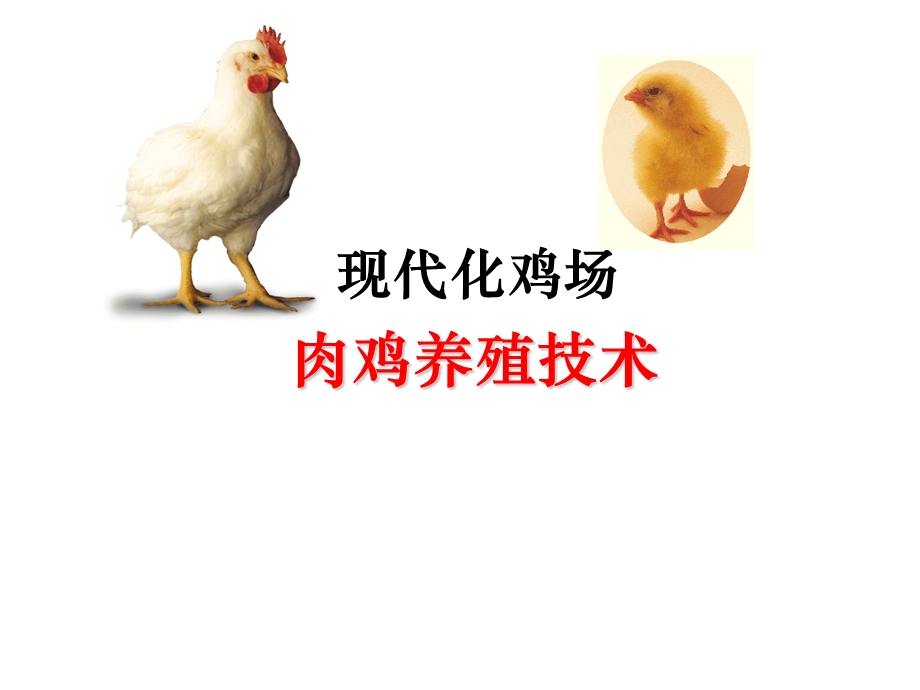 现代化肉鸡养殖技术-通风篇.ppt_第1页