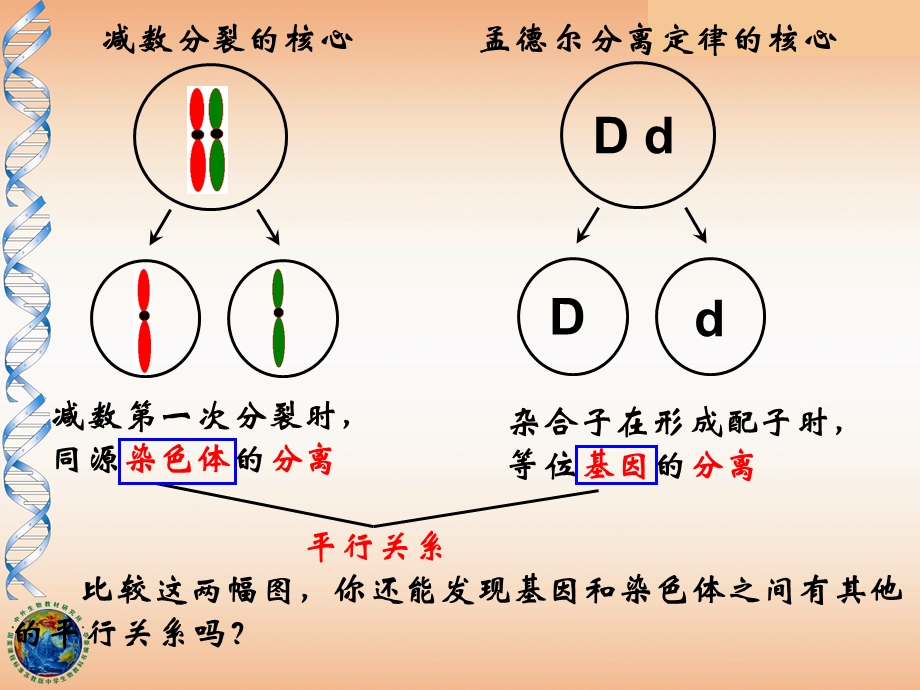 人教版高中生物课件：基因在染色体上.ppt_第2页