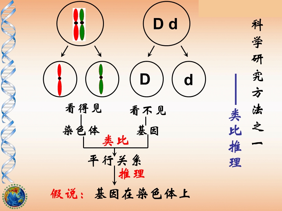 人教版高中生物课件：基因在染色体上.ppt_第3页