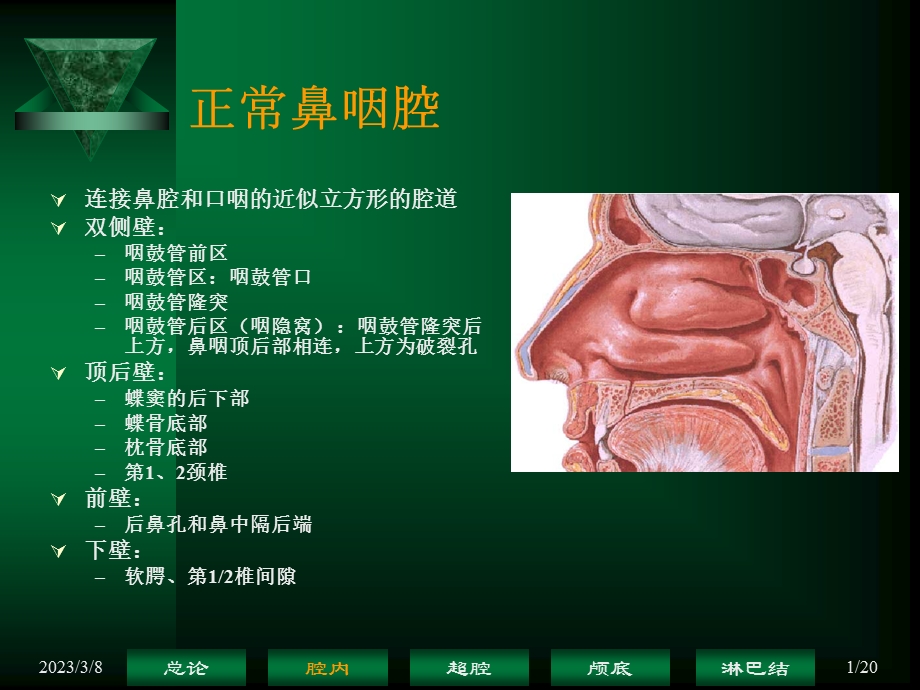 鼻咽癌解剖——鼻咽腔课件.ppt_第1页