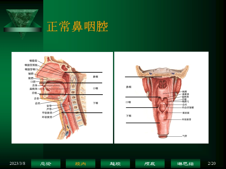 鼻咽癌解剖——鼻咽腔课件.ppt_第2页