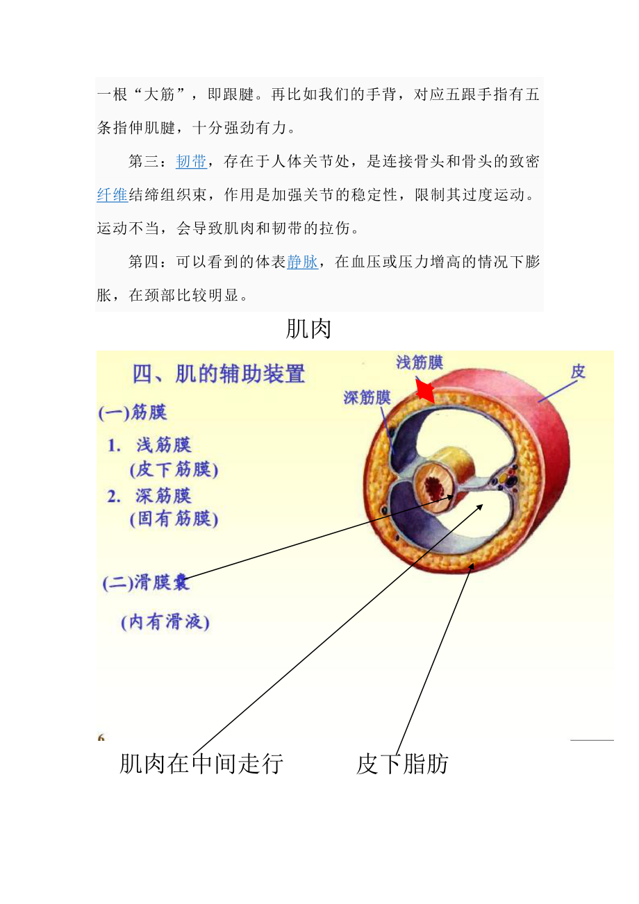 肌肉,肌腱,筋膜详解.doc_第2页