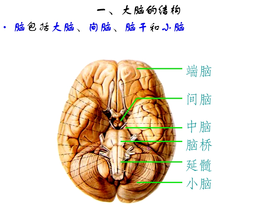 头颅影像解剖课件.ppt_第2页