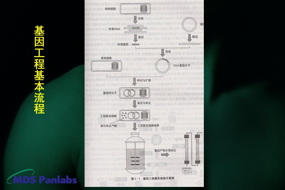 基因工程：第二章 分子克隆课件.ppt_第2页