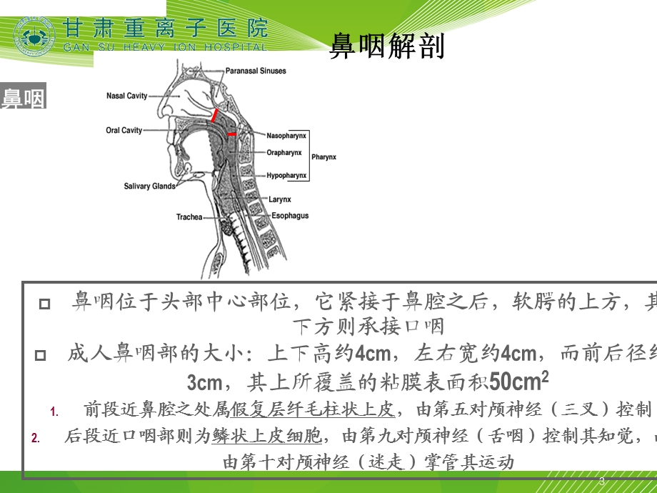 鼻咽癌的影像学诊断课件.ppt_第3页