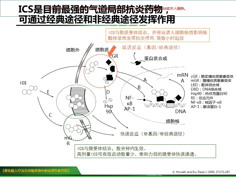 常用雾化吸入药物的药理介绍ppt课件.ppt_第2页