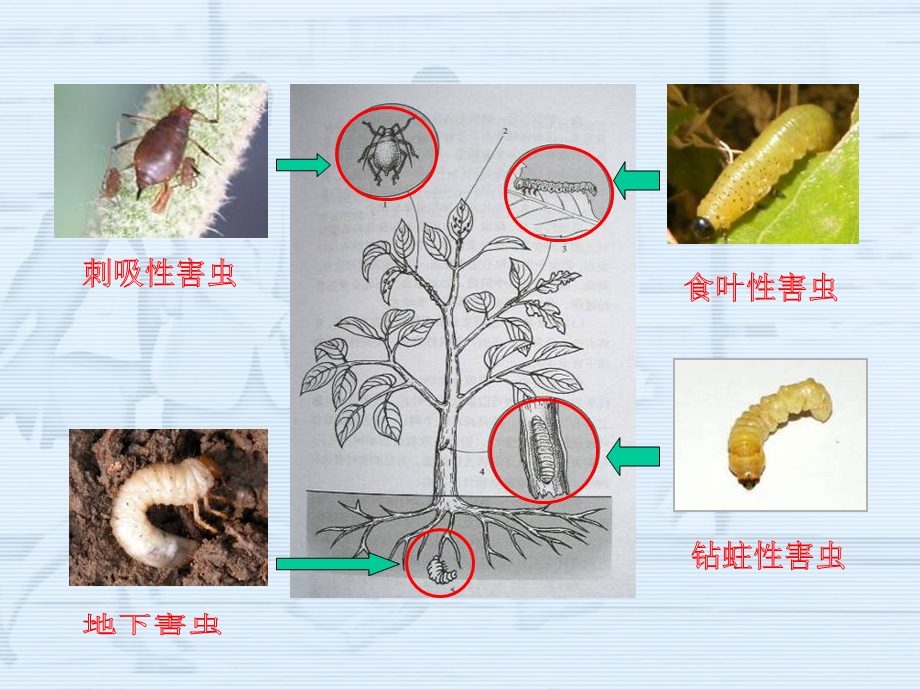 园林植物养护(病虫害)(精).ppt_第2页