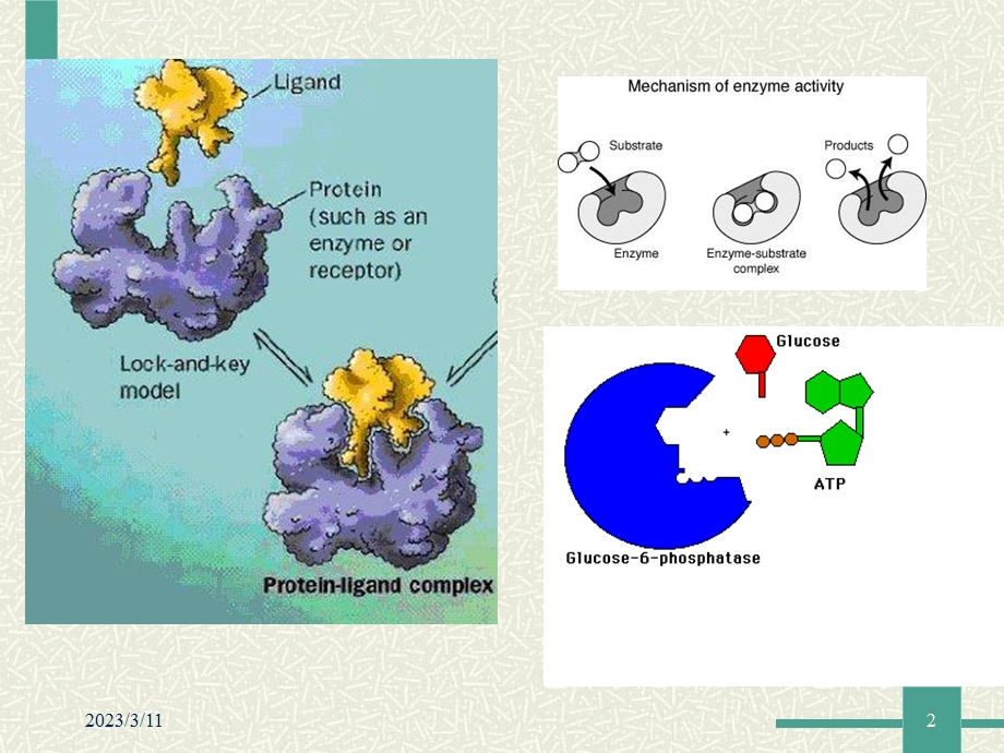 超分子环糊精精美生物医学课件.ppt_第2页