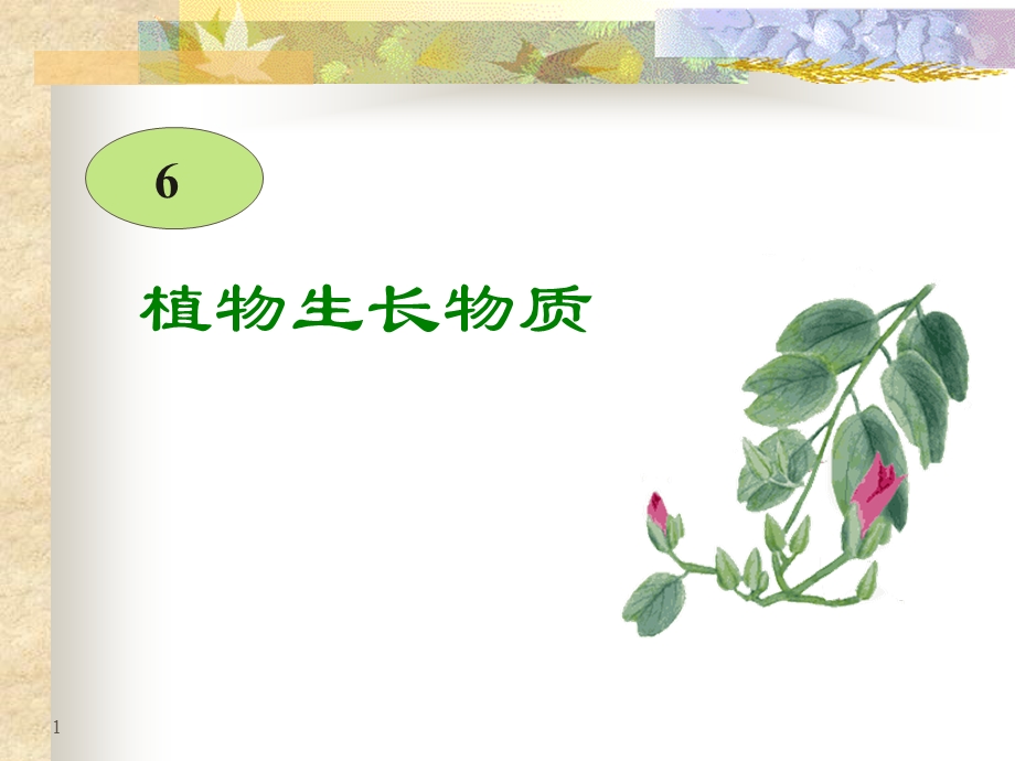 植物生长物质ppt课件.ppt_第1页