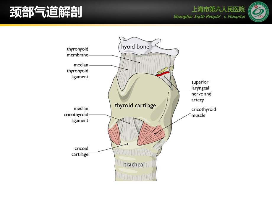 超声在气道管理中的应用医学幻灯片.ppt_第2页