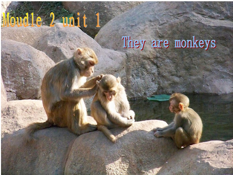 外研版小学英语三级下册Module 2 Unit 1 They are monkeys课件.ppt_第1页