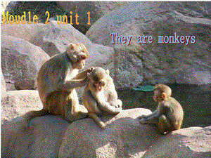 外研版小学英语三级下册Module 2 Unit 1 They are monkeys课件.ppt