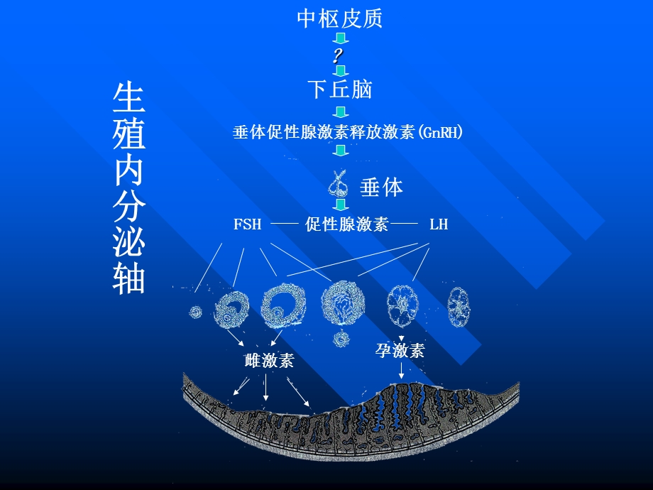 功能失调性子宫出血【精选PPT】 .ppt_第3页