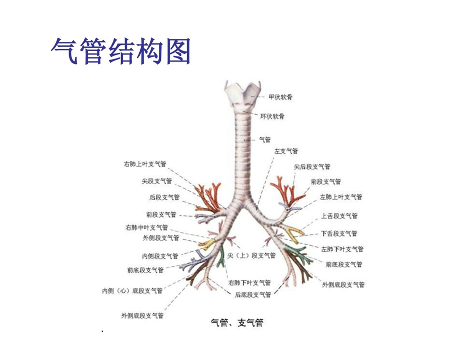 [新版]纤维支气管镜检查的护理.ppt_第3页