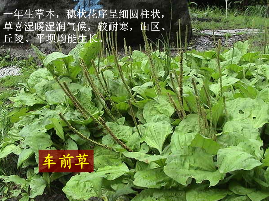 1.3大树和小草.ppt_第3页