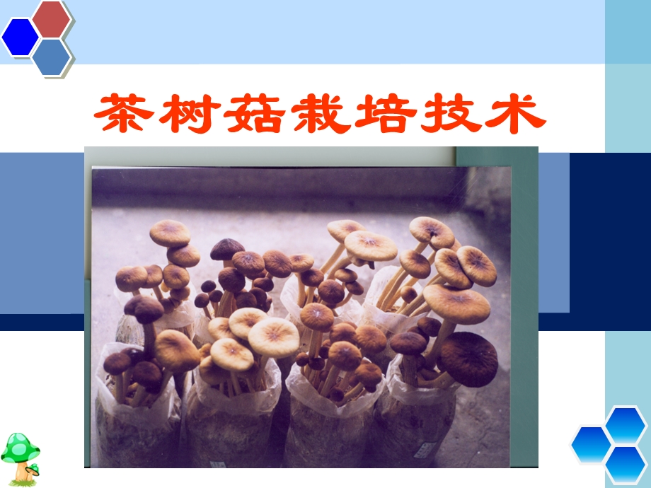 茶树菇栽培技术.ppt_第1页